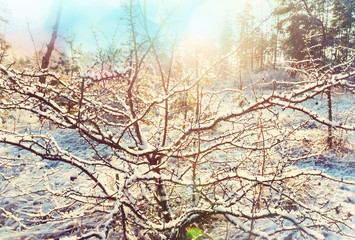 Frozen tree