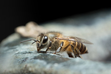 
Honey Bee in Southeast Asia.
