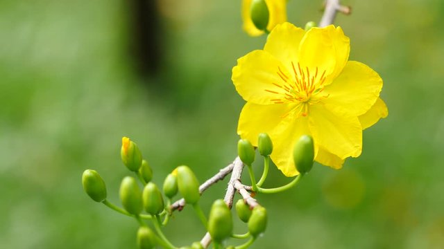 Apricot blossom,Hoa Mai tree (Ochna Integerrima), Yellow apricot flowers bloom in the New Year's Day traditional Tet in Vietnam 