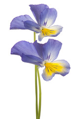 pansy