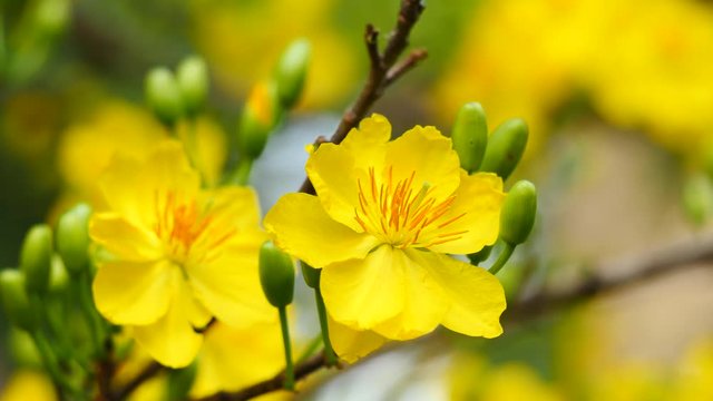 Apricot blossom,Hoa Mai tree (Ochna Integerrima), Yellow apricot flowers bloom in the New Year's Day traditional Tet in Vietnam 