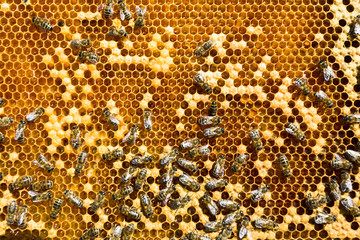 working bees on honey cells