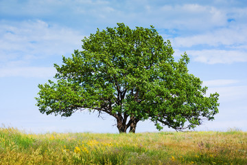 old lone oak tree
