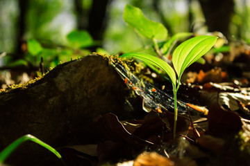 Leafs growth