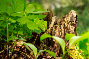 Chopped tree root