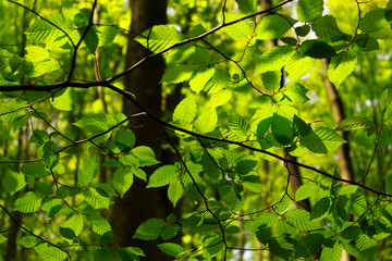 Fototapeta na wymiar Leafs on a branch in forest