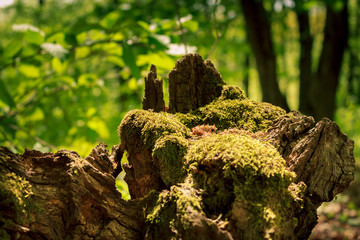 Chopped tree root with moss