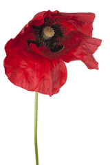 poppy