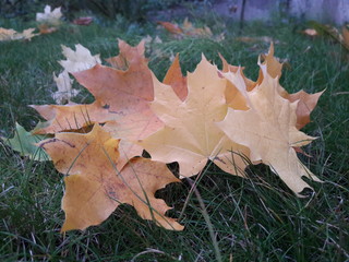 Кленовые листья осенью