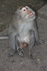 Обезьяна с умными, грустными глазами сидит на камне и смотрит вдаль