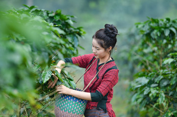 Laos woman unidentified coffee farmer is harvesting coffee berries in the coffee farm, Woman wearing traditional Laos people ,vintage style,Pakse Laos