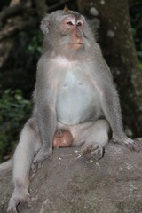 Обезьяна с умными, грустными глазами сидит на камне и смотрит вдаль