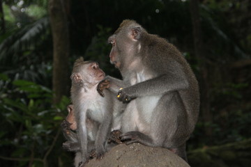Обезьяны: мать и дитеныш
