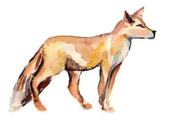 Hand Drawn Watercolor Red Fox isolated on white background