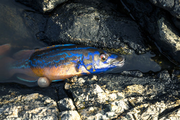 Fish among the rocks