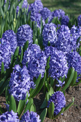 Hyacinth