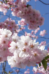 Obraz premium Cheery Blossom