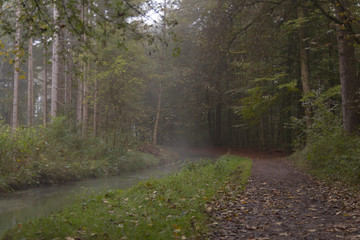 Obraz premium Waldweg im Nebel