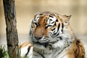 Naklejka premium 虎