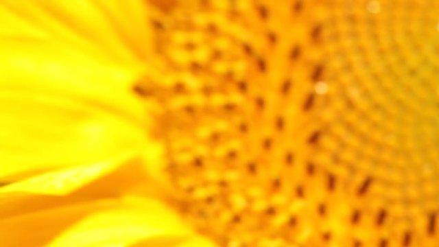 Sunflower that focuses little by little moved by the wind. Take macro