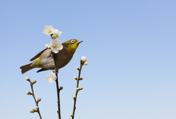 plum blossoms and a bird called Japanese White-eye