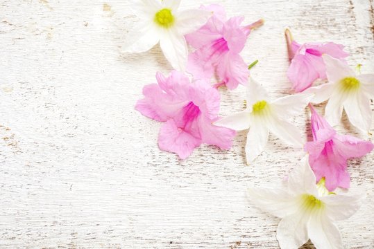 pink and white flower on wooden background with copy space in soft tone 