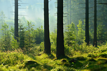 Unberührter nebliger naturnaher Fichtenwald im Gegenlicht