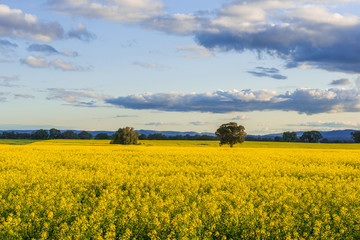 Obraz premium Canola field in Australia