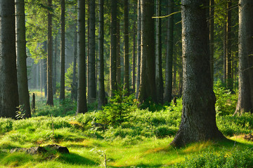 Naklejka premium Nietknięty naturalny las świerkowy w ciepłym świetle porannego słońca