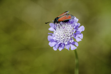 Insecte sur la Fleur