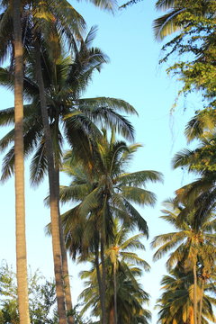 all&eacute;e de palmier