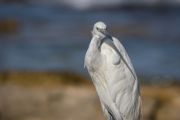 Little Egret (Egretta garzetta) staring the camera