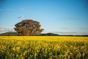 Fototapeta premium Canola field in Australia
