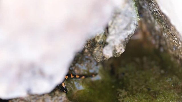 Salamander walking through a rock next to a source