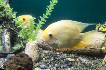 fish in the aquarium ,siberia,russian federation