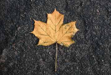 Yellow fallen from the tree on the wet asphalt maple leaf. Autum