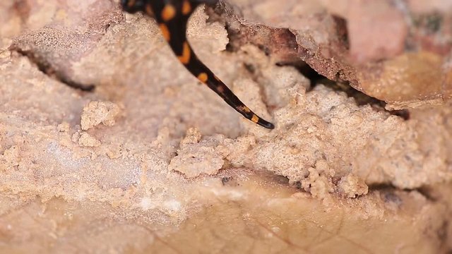 Salamander walking through a rock next to a source