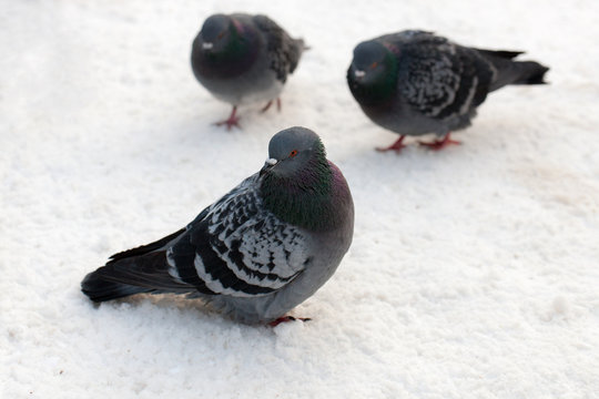 Pigeons sit on the snow