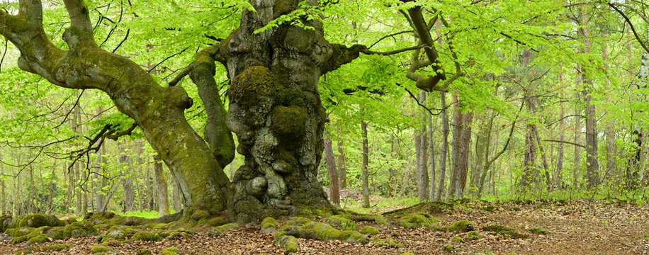 Uralte knorrige verwachsene Buche im Fr&uuml;hling