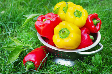 Fresh red and yellow peppers in the street in the garden on the grass