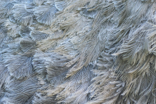 Ostrich feathers closeup. Natural background.