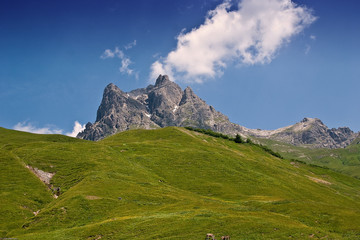 Obraz premium Braunvieh