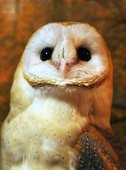 Barn owl portrait with dark nature background. Shallow DOF (soft focus on owl head) retouched picture