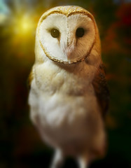 Barn owl portrait with dark nature background. Shallow DOF (soft focus on owl head) retouched picture