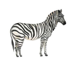 Watercolor painting Zebra isolated on white