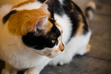 Portrait of calico cat sitting and looking afar