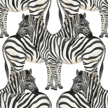 Watercolor painting Zebra pattern. Seamless background