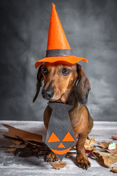 Dachshund Funny Dog Dressed For Halloween