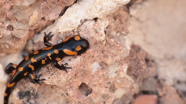 Salamander walking through a rock next to a source