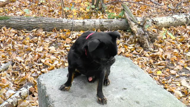 Petit Brabancon dog sitting on a stone. Outdoors. Autumn time